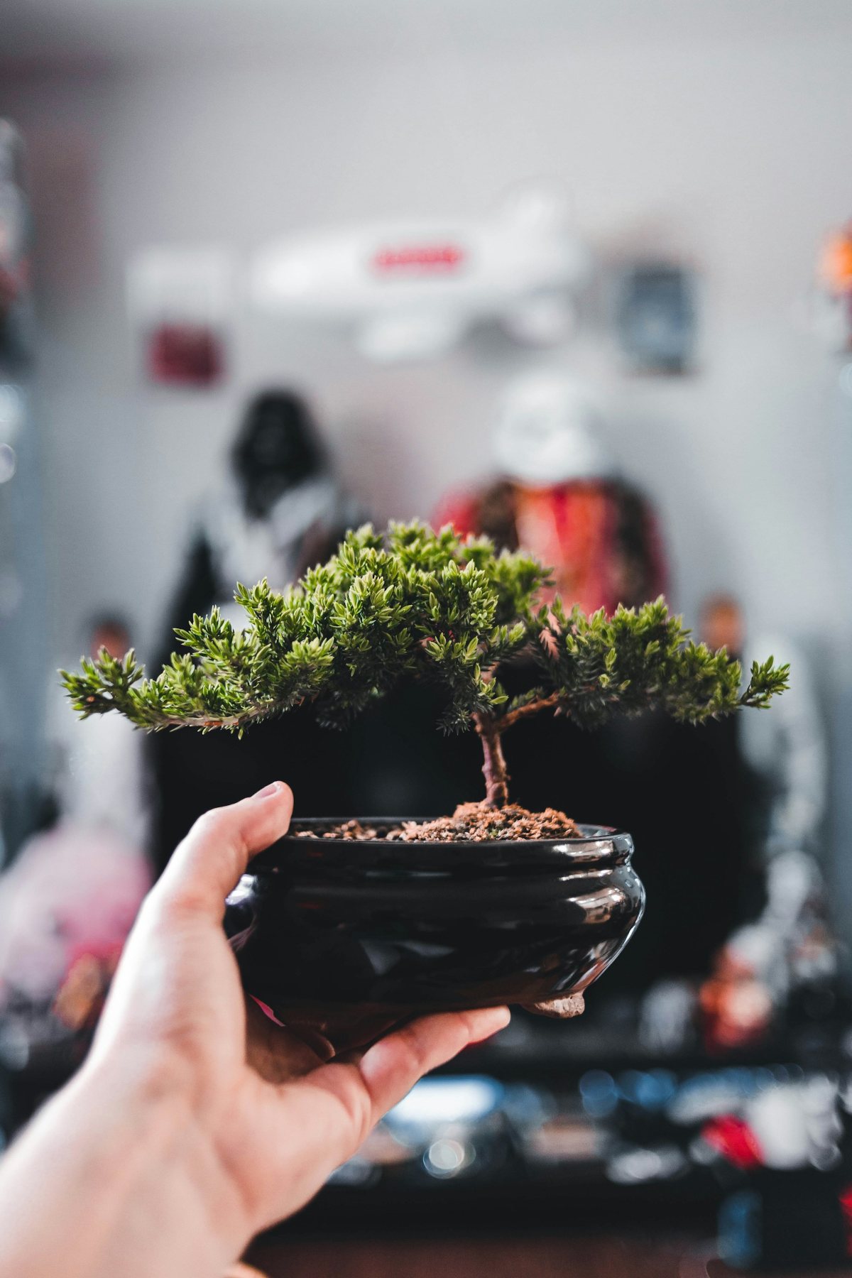 Hands holding a small bonsai tree